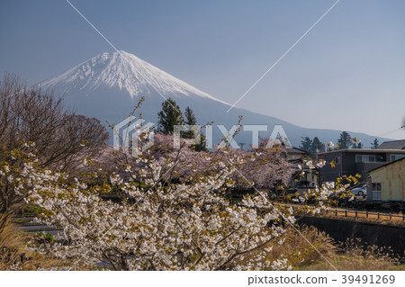 Shimouma cherry blossoms and Mt. Fuji in the lodge 39491269