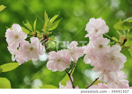 盛開的雙花櫻花盛開 盛開的雙花櫻花盛開 39491307