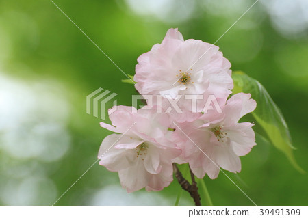 盛開的雙春櫻花(Sakunami Kikuzakura)II 盛開的雙春櫻花(Sakunami Kikuzakura)II 39491309