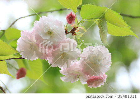 Double-flowered cherry blossoms in full bloom Double-flowered cherry blossoms in full bloom 39491311