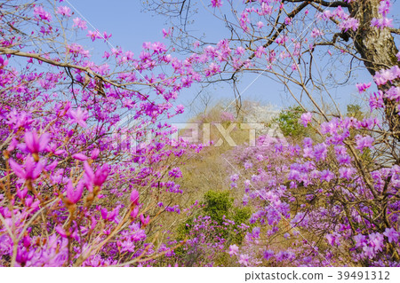 Beetle blooming mountain Beetle blooming mountain 39491312