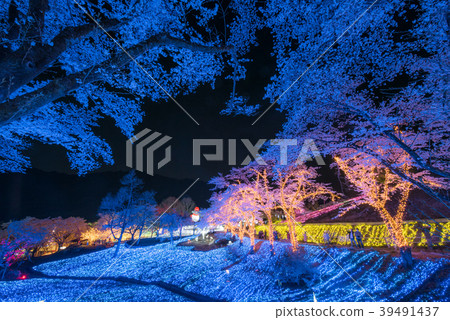 Cherry blossoms at Lake Saga resort Pleasure Forest 39491437