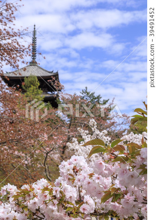 Ninna-ji Temple Oimuro cherry 39491452
