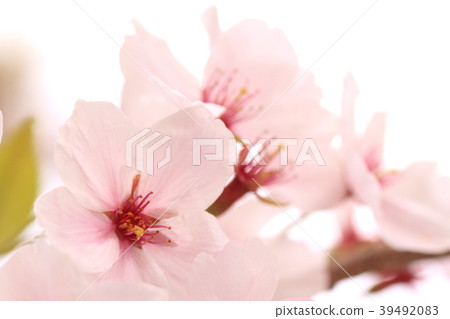 櫻花① 櫻花① 39492083