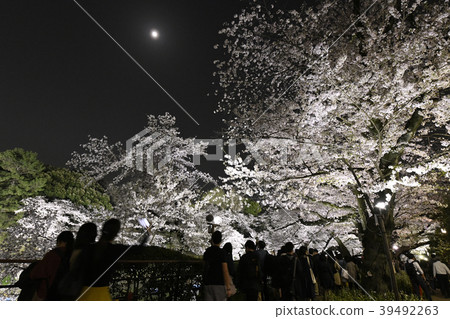 在日本的東京都市風景享受月亮和Chidorigafuu的明亮的櫻花的Hanami訪客 在日本的東京都市風景享受月亮和Chidorigafuu的明亮的櫻花的Hanami訪客 39492263