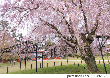 Kamigamo Shrine 39492323