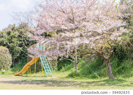 櫻花在公園裡 39492835