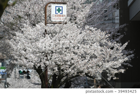 在多摩廣場站前面的日本和橫濱櫻花的都市風景=神奈川縣橫濱市青葉區 在多摩廣場站前面的日本和橫濱櫻花的都市風景=神奈川縣橫濱市青葉區 39493425