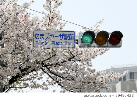 在多摩廣場站前面的日本和橫濱櫻花的都市風景=神奈川縣橫濱市青葉區 39493428