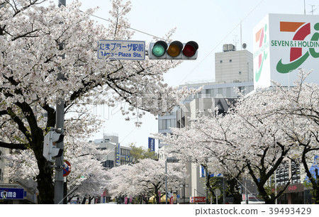 The cityscape of Japan and Yokohama Cherry blossom trees in front of Tama Plaza Station = Aoba Ward, Yokohama City, Kanagawa Prefecture 39493429