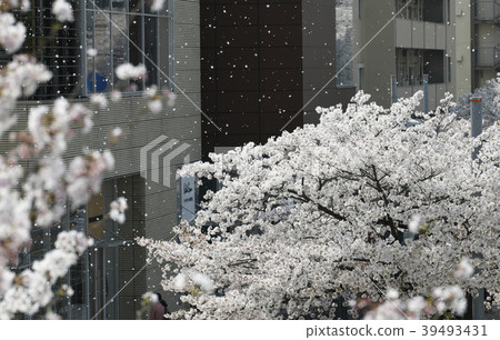 日本和橫濱的城市景觀多摩廣場站前的一排櫻花樹(高聳的櫻花花瓣)=青葉區,橫濱市,神奈川縣 日本和橫濱的城市景觀多摩廣場站前的一排櫻花樹(高聳的櫻花花瓣)=青葉區,橫濱市,神奈川縣 39493431
