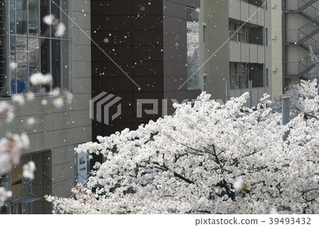日本和橫濱的城市景觀多摩廣場站前的一排櫻花樹(高聳的櫻花花瓣)=青葉區,橫濱市,神奈川縣 日本和橫濱的城市景觀多摩廣場站前的一排櫻花樹(高聳的櫻花花瓣)=青葉區,橫濱市,神奈川縣 39493432