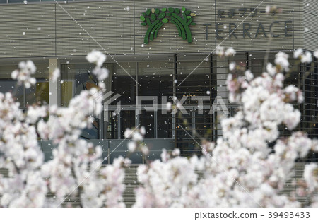 日本和橫濱的都市風景多摩廣場站前的櫻花(櫻花的花瓣飆升)=神奈川縣橫濱市青葉區 日本和橫濱的都市風景多摩廣場站前的櫻花(櫻花的花瓣飆升)=神奈川縣橫濱市青葉區 39493433