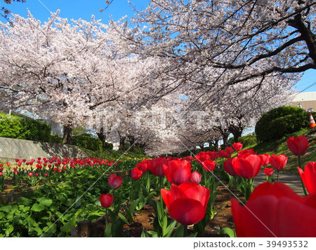 Cherry blossoms and tulips in Egawa Serage Green Road 39493532