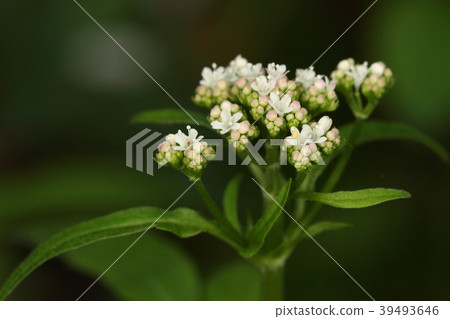 Natural plants Tsuru-kanoko-so, mainly mountainous shade. The ground seems to be crowded in the wet place Natural plants Tsuru-kanoko-so, mainly mountainous shade. The ground seems to be crowded in the wet place 39493646