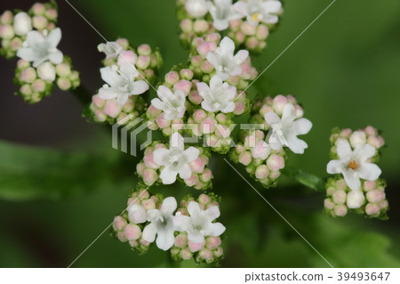 Natural plants Tsuru-kanoko-so, small flowers are funnel-shaped and about 3 mm. It seems to be white or pale red 39493647
