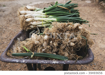 calcots, sweet onions typical of Catalonia, Spain calcots, sweet onions typical of Catalonia, Spain 39493656
