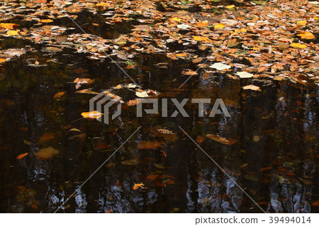 Fallen leaves Fallen leaves Fallen leaves Fallen leaves Fallen leaves Fallen leaves 39494014