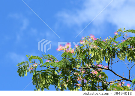 Nem flower 39494018