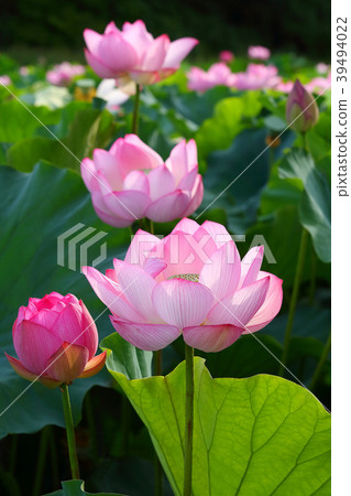 Lotus flower lotus flower lotus lotus 39494022