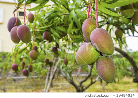 close up of mango fruit on a mango tree 39494034
