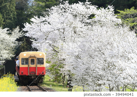 Spring Kominato Railway Spring Kominato Railway 39494041