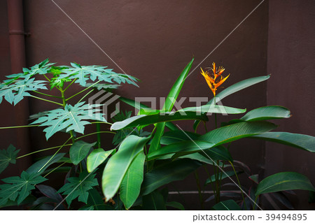 Red Painted Wall 39494895