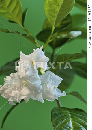 White flowers tabernaemontana 39495173