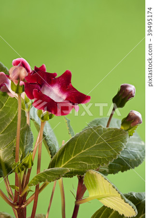 beautiful red flowers gloxinia 39495174