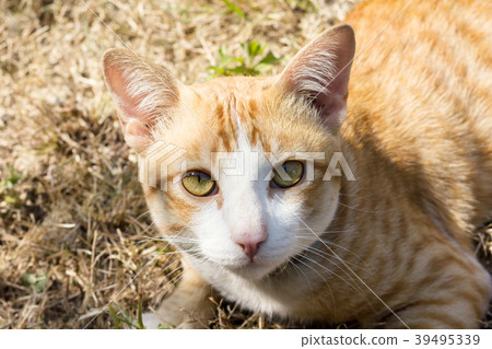 Close-up yellow cat on dry grass field 39495339