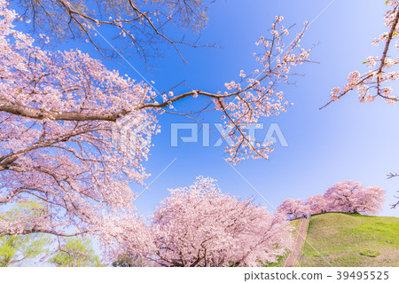 Sakitama Kofun Park的日本春天櫻花盛開 Sakitama Kofun Park的日本春天櫻花盛開 39495525