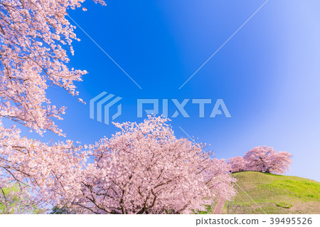Japan's Spring Cherry blossoms in Sakitama Kofun Park 39495526
