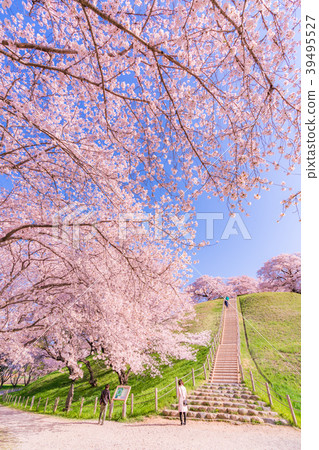 Japan's Spring Cherry blossoms in Sakitama Kofun Park 39495527