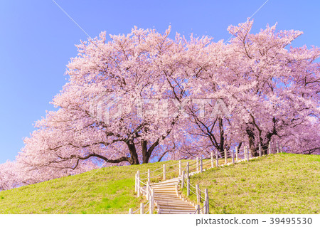 Sakitama Kofun Park的日本春天櫻花盛開 39495530