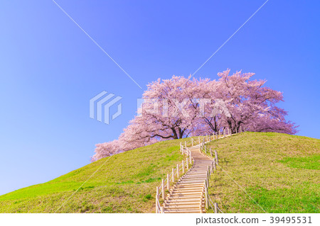 Japan's Spring Cherry blossoms in Sakitama Kofun Park 39495531