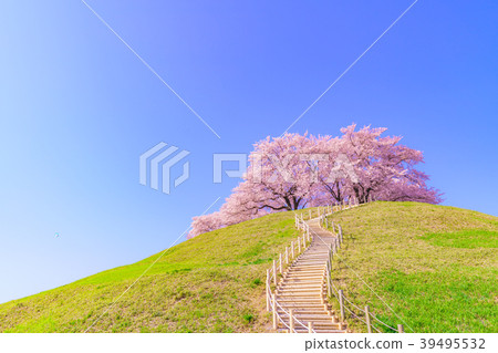 Japan's Spring Cherry blossoms in Sakitama Kofun Park Japan's Spring Cherry blossoms in Sakitama Kofun Park 39495532