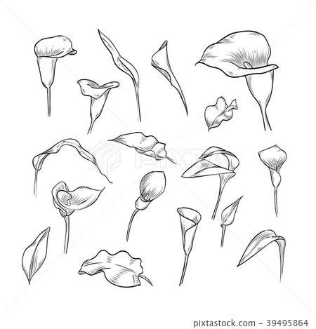 Vector hand drawn elegant callas 39495864