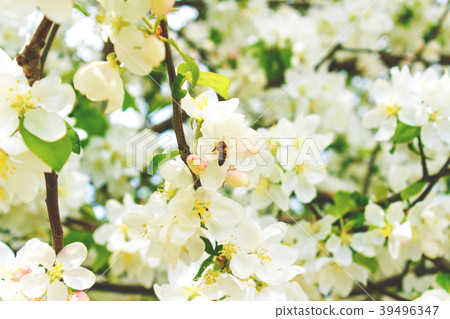 Bee on a flower tree Bee on a flower tree 39496347