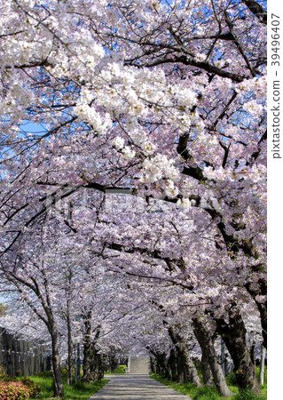 Sakuranomiya公園櫻桃隧道在大阪市，大阪府 39496407