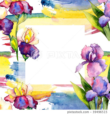 Colorful irises. Floral botanical flower. Wild 39496515