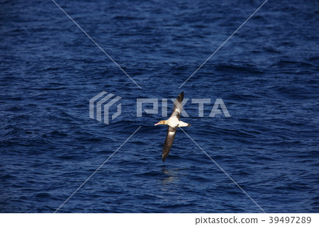 信天翁 39497289