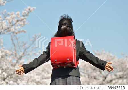 六年級女孩（櫻花，畢業，後視圖） 39497313