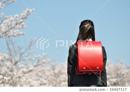 六年級女孩（櫻花，畢業，後視圖） 39497317