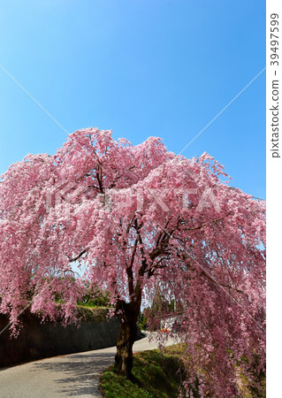 Weeping cherry blossoms of a certain setting 39497599