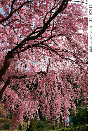 Weeping cherry blossoms of a certain setting 39497616