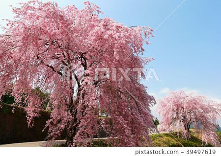 垂落的櫻花一定的環境 垂落的櫻花一定的環境 39497619