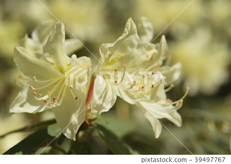 Hikage Azalea Hikage Azalea 39497767