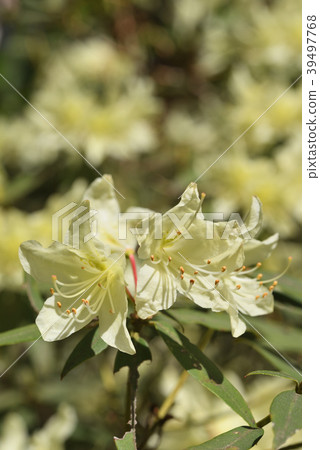 Hikage Azalea Hikage Azalea 39497768