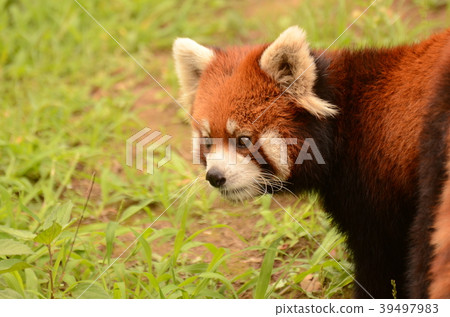 Lesser panda 232 39497983