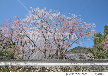 麻 - 寺 麻 - 寺 39498065